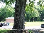 [View from Red Brick house to slab in back yard at 5802 State Rd60]