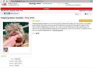 [Hedgehog Babies]