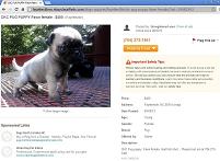 [Pug Puppy For Sale]