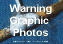 [WARNING!!! Graphic Photos]